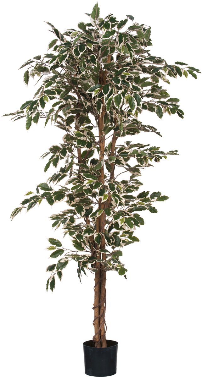 Mica Decorations Ficus Kunstplant - H180 xØ90 cm - Groen Bont