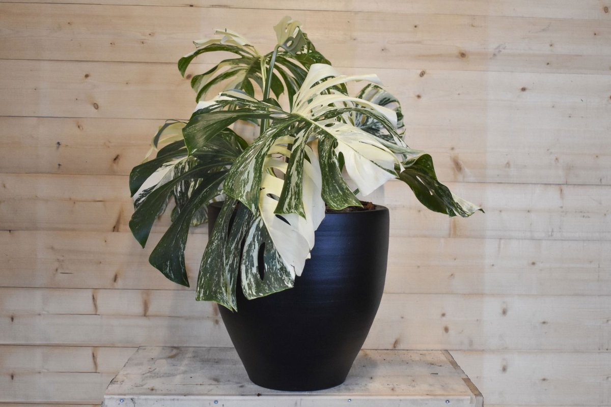 Monstera Deliciosa Variegata in zwarte pot - Warentuin natuurlijk