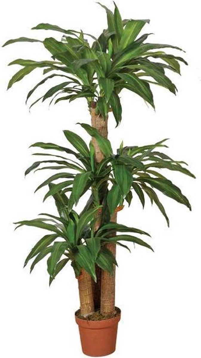 Kunstplanten Dracena 145cm