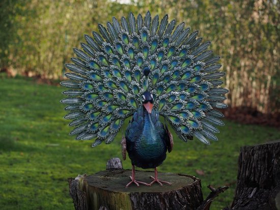 Tuinbeeld Pauw xl metaal extra veel veren Handgemaakt 60x80x30 kleur groen en blauw