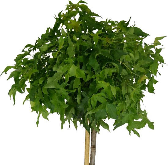 Bolamberboom - Liquidambar styraciflua Gumball | Omtrek: 8-12 cm | Hoogte: 180 cm