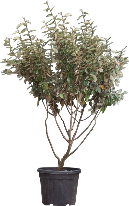 Olijfwilg meerstammig Elaeagnus ebbingei h 187,5 cm