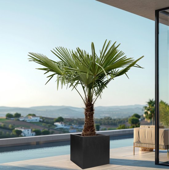 Chinese Waaierpalm - Trachycarpus hoogte 210cm potmaat 40cm