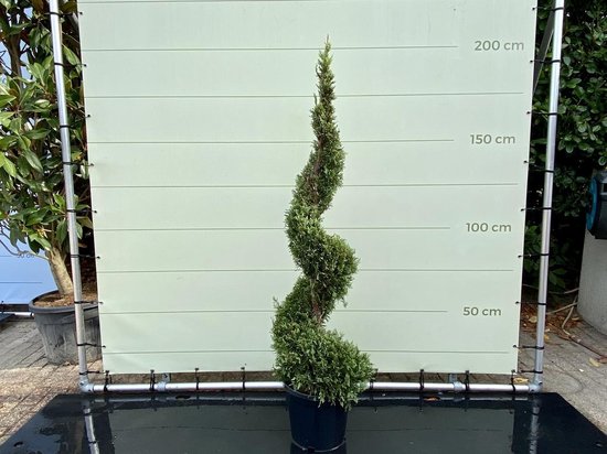 Cupressocyparis Leylandii - Spiraal - Winterhard - Pot ⌀ 27 cm - Hoogte  175-200cm