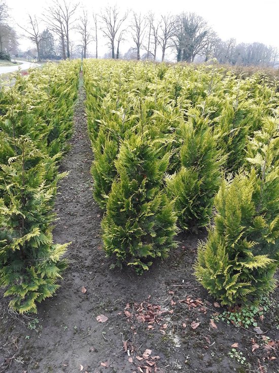 Gele Californische Cypres Chamaecyparis Ivonne 80-100 cm, 100x Haagplant