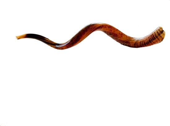 Shofar | Sjofar | Trophy Horn |  90CM+