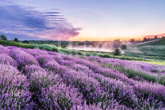 100% Nederlandse Productie! │ Diamond Painting │ Landschap met Lavendel │ Formaat 90 x 60 cm │ Diamond Painting Pakket Volwassen │ Volledige bedekking │ Vierkant │ Full │ Flitzz Diamond Painting