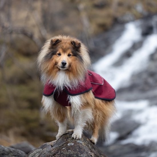 L'élianne ®: Honden Regenjas- Regenjas Hond - Hondenkleren - Hondenkleding - Honden Regenjassen - SIZE M