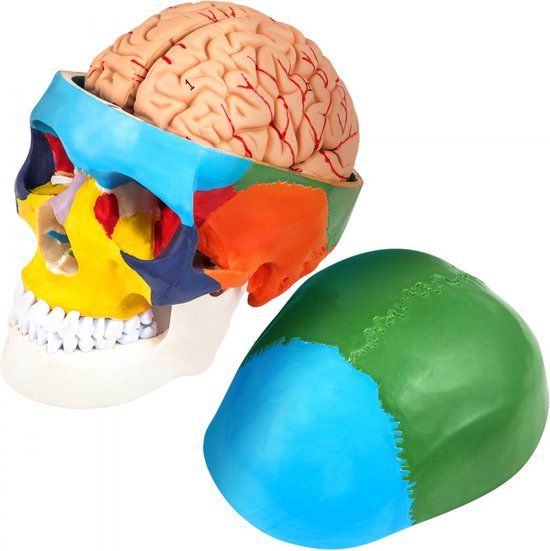 Dakta® Menselijk Schedelmodel Anatomisch Schedelmodel 8 onderdelen 1:1 Gekleurd