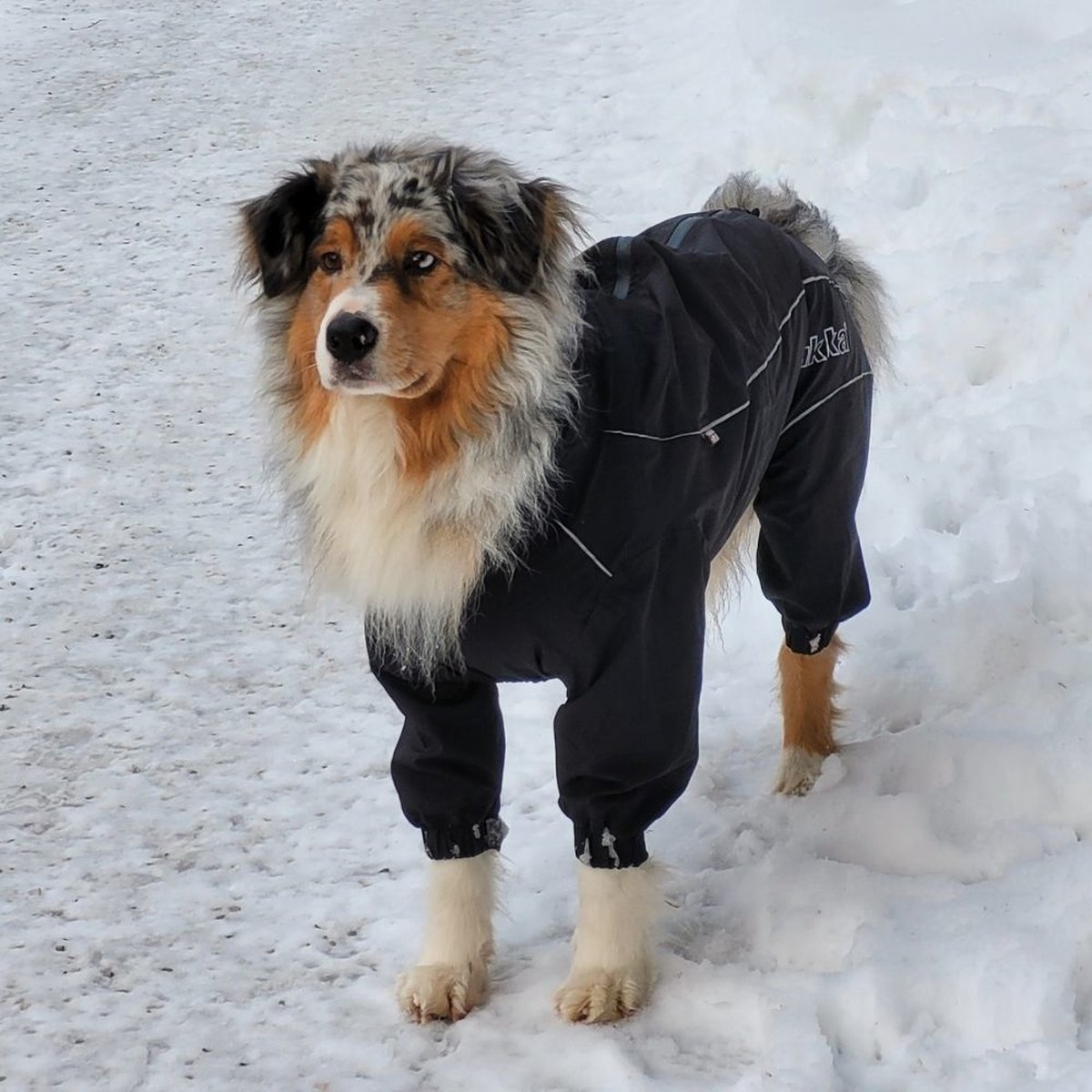 Rukka Pets Protect Overall – Beschermende overall voor honden tegen wind en regen – Kleur: Zwart, Maat: Maat 55