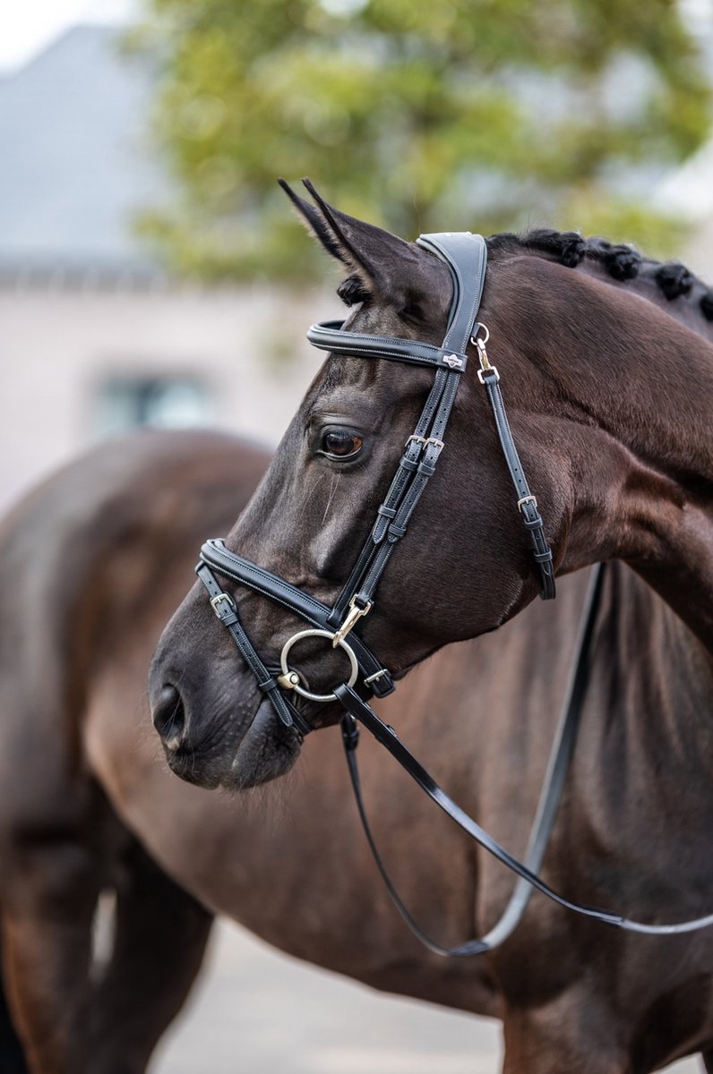 Lemieux Hoofdstel Work Zwart - paard