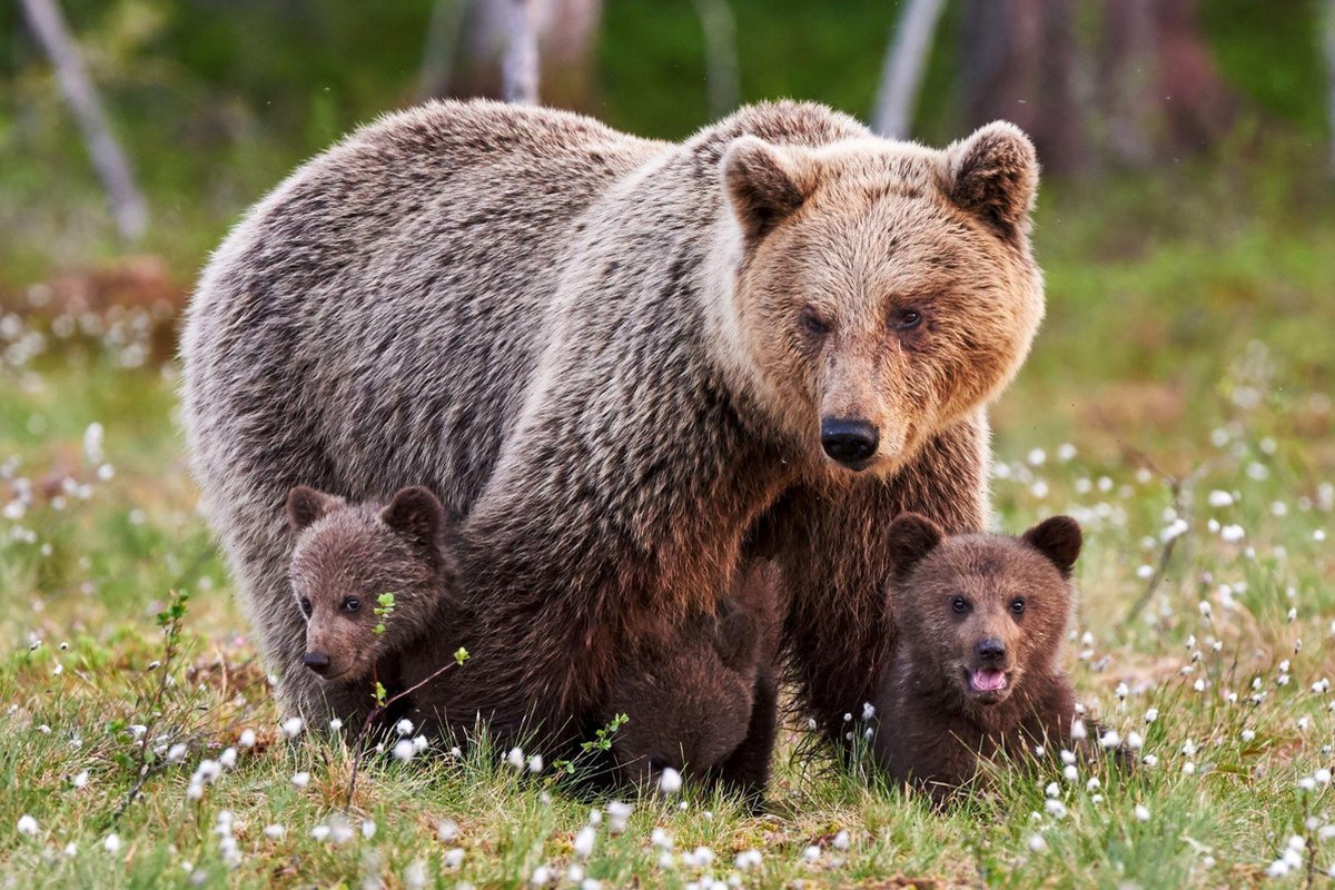 100% Nederlandse Productie! │ Diamond Painting │ Bruine Beer met Welpen │ Formaat 120 x 80 cm │ Diamond Painting Pakket Volwassenen │ Volledige bedekking │ Vierkant │ Full │ Flitzz Diamond Painting