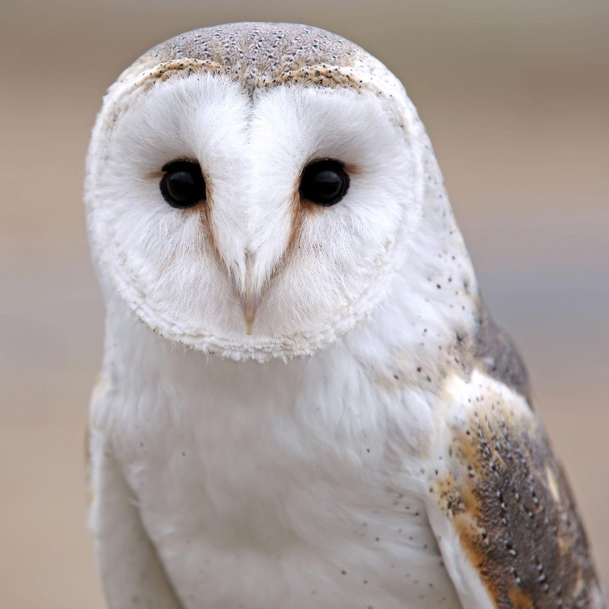 100% Nederlandse Productie! │ Diamond Painting │ Witte Uil 2 │ Formaat 80 x 80 cm │ Diamond Painting Pakket Volwassenen │ Volledige bedekking │ Vierkant │ Full │ Flitzz Diamond Painting