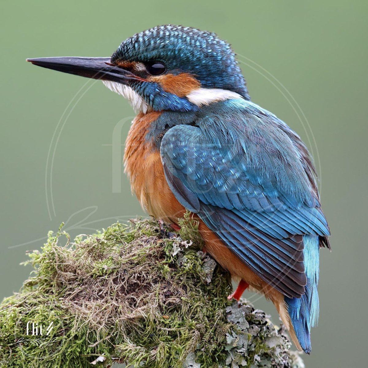 100% Nederlandse Productie! │ Diamond Painting │ Kingfisher – IJsvogel 04 │ Formaat 80 x 80 cm │ Diamond Painting Pakket Volwassen │ Volledige bedekking │ Vierkant │ Full │ Flitzz Diamond Painting