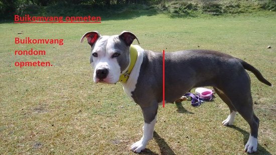 Hondentuig - Ibiza - Neon roze - Maat XL - Anti trek hondentuig - Tuig voor honden - Tuigje