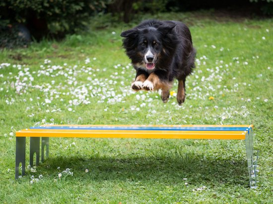 ProCyoN Agility Breedte sprong met paaltjes conform FCI richtlijnen