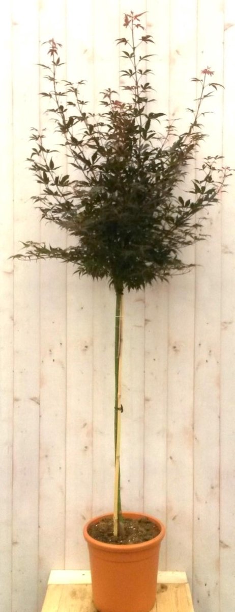 Japanse esdoorn rood blad stamhoogte 100 cm - Warentuin Natuurlijk