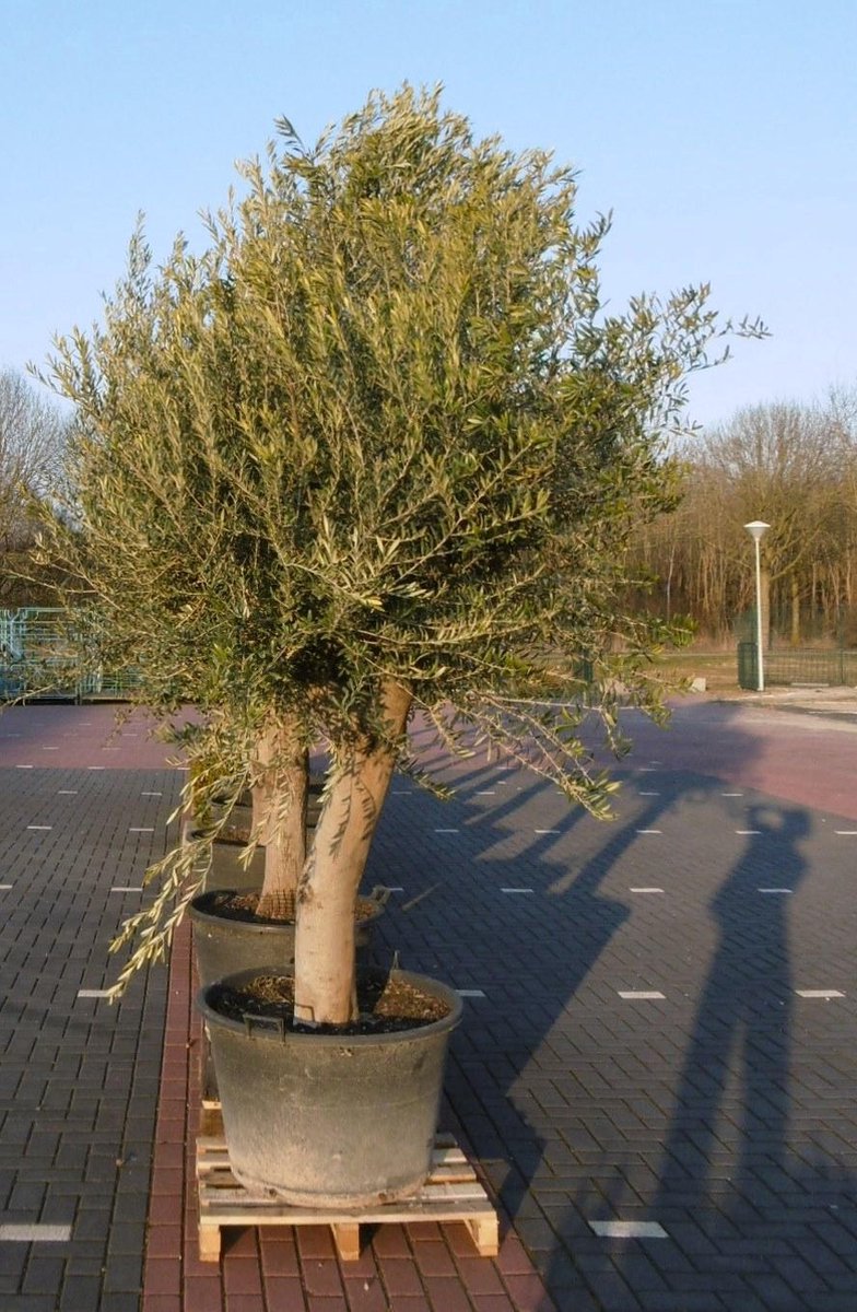 Olijfboom Olea stamhoogte 85 cm en boomhoogte 260 cm XXL - Warentuin Natuurlijk