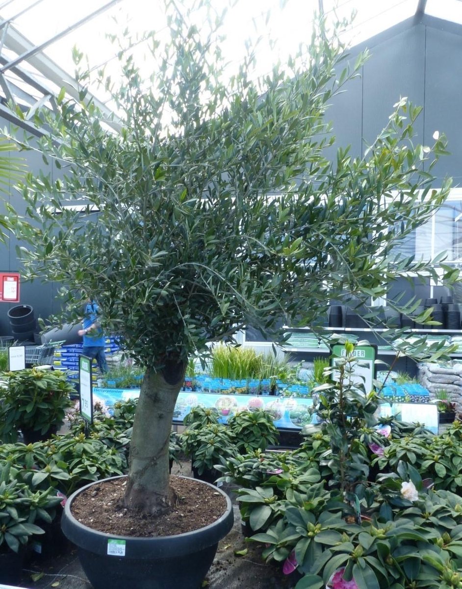 Olijfboom Olea stamhoogte 50 cm en boomhoogte 150 cm Redelijk Dikke Stam - Warentuin Natuurlijk