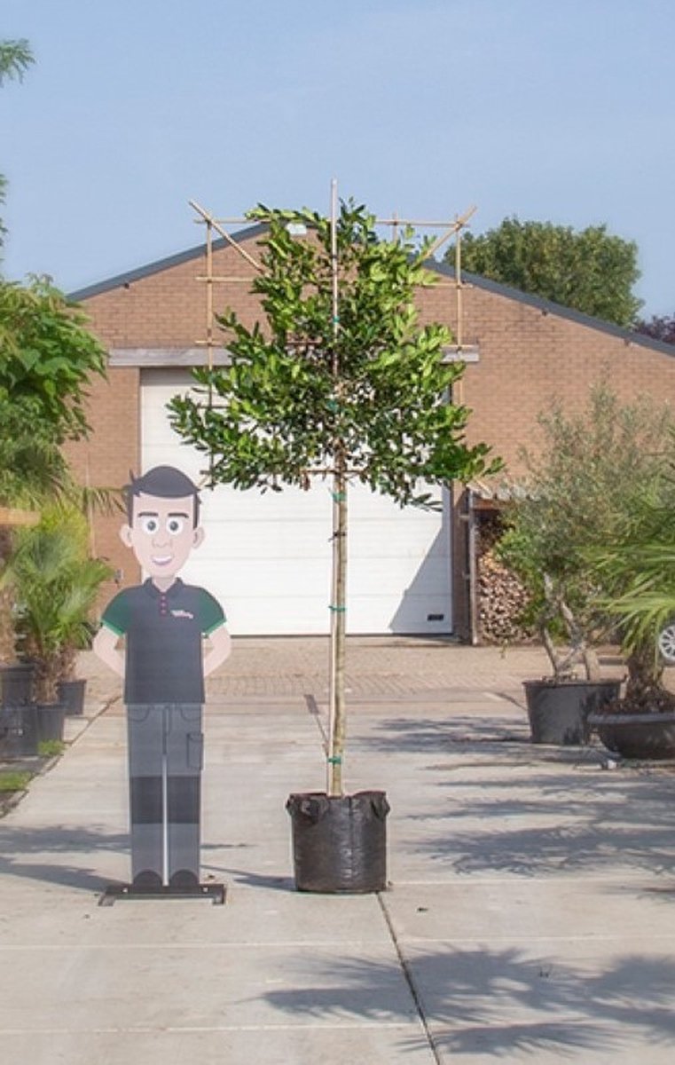 Hulst als leiboom Ilex Nellie R. Stevens h 300 cm st. omtrek 8 cm st. h 180 cm - Warentuin Natuurlijk