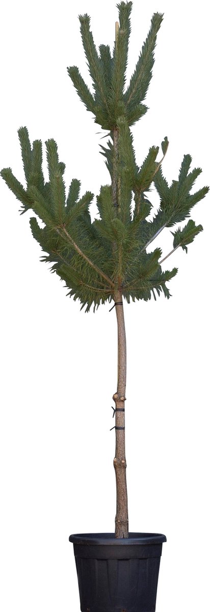 Grove Den Pinus sylvestris 237,5 cm - Warentuin Natuurlijk