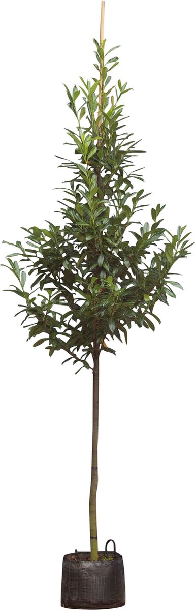 Laurierkers hoogstam 400 cm Prunus laurocerasus 450 cm - Warentuin Natuurlijk