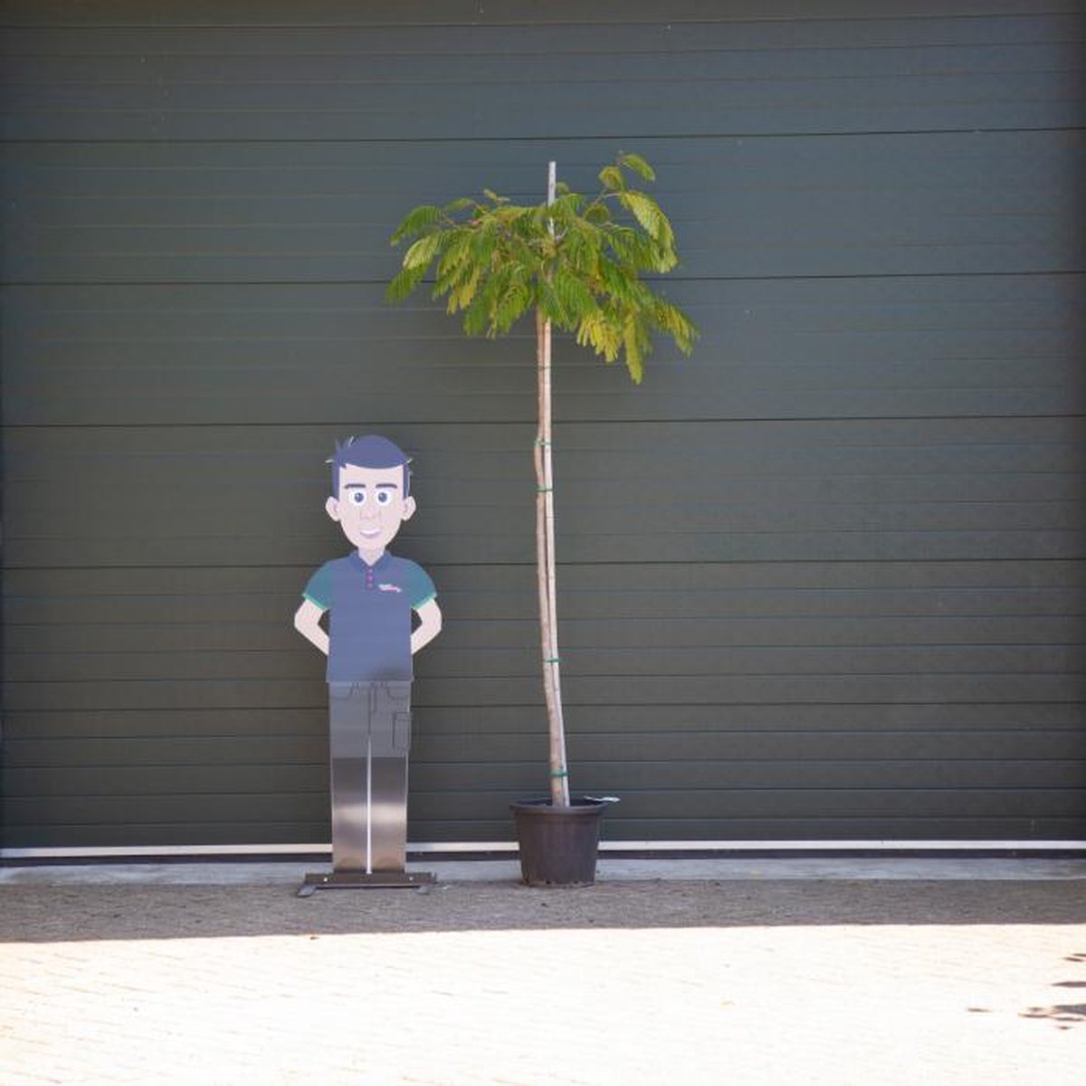 Perzische slaapboom Albizia julibrissin h 260 cm st. omtrek 11 cm - Warentuin Natuurlijk