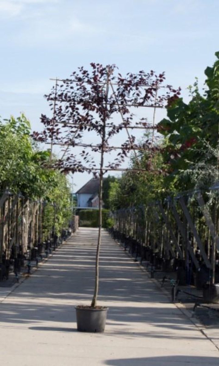Sierpruim als leiboom Prunus cerasifera Nigra h 320 cm st. omtrek 8 cm st. h 200 cm - Warentuin Natuurlijk