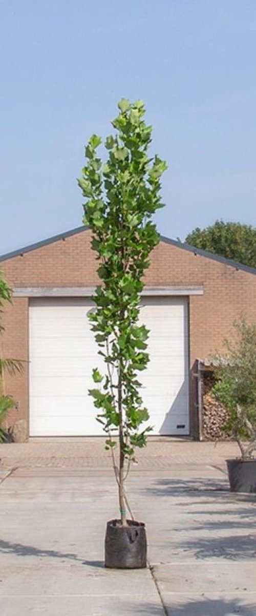 Zuil tulpenboom Liriodendron tulpifera Fastigiata h 250 cm st. - Warentuin Natuurlijk