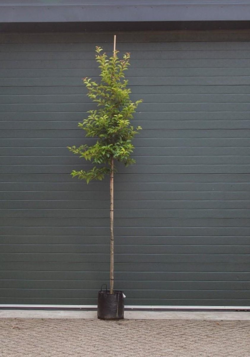 Portugese laurier Tico hoogstam Prunus lus. Tico h 275 cm st. omtrek 6 cm - Warentuin Natuurlijk