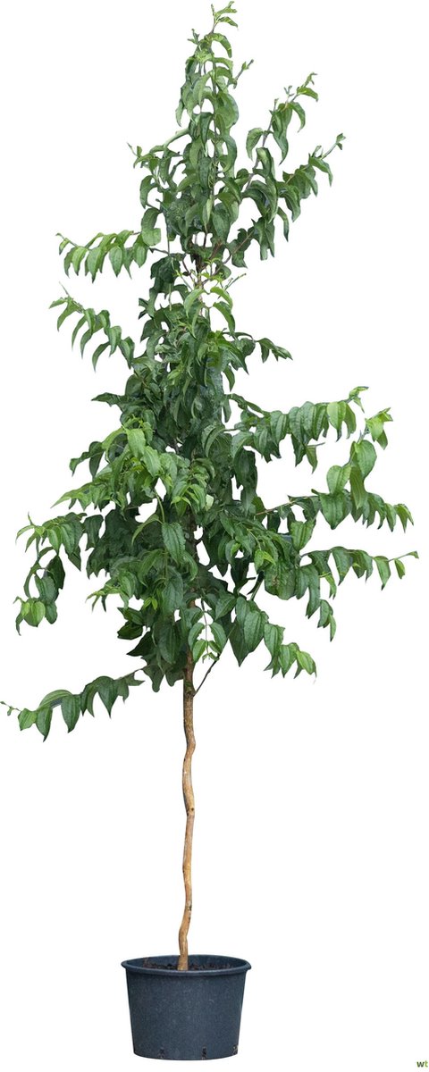 Zevenzonenboom solitair Heptacodium Miconioides 162,5 cm - Warentuin Natuurlijk