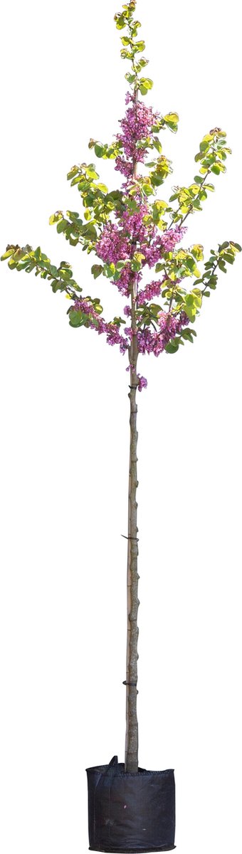 Gewone Judasboom Cercis canadensis h 275 cm st. omtrek 7 cm - Warentuin Natuurlijk