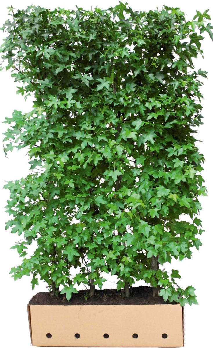 Liquidambar styraciflua 200 cm - Quickhedge
