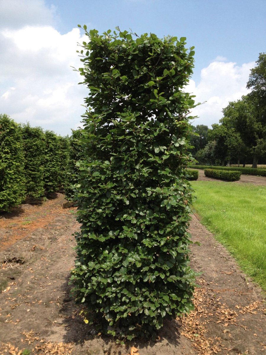 Fagus sylvatica 250 cm - Quickhedge
