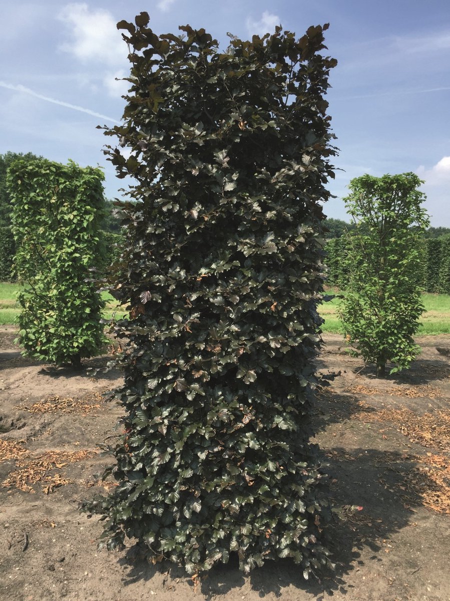 Fagus sylvatica atropunice 250 cm - Quickhedge