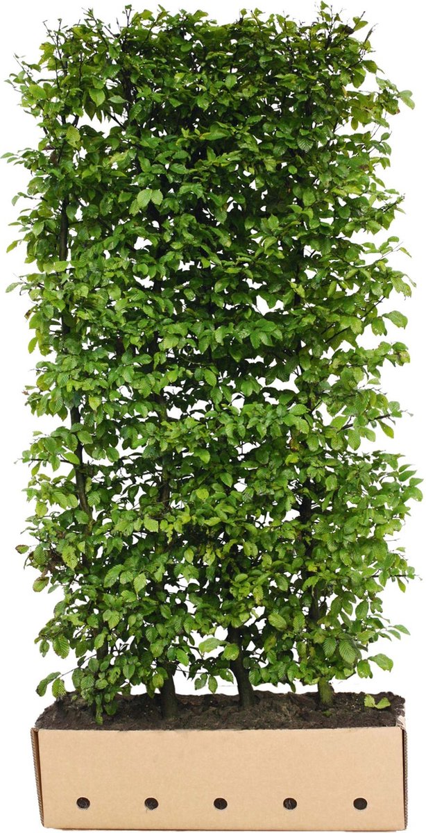 Carpinus betulus 200 cm. - Quickhedge