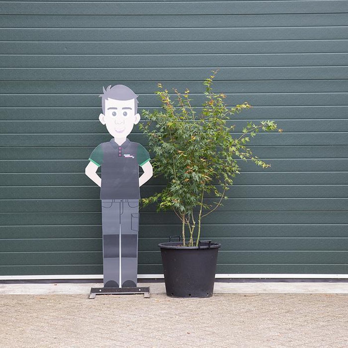 Gewone Japanse esdoorn Acer palmatum h 187,5 cm - Warentuin Natuurlijk