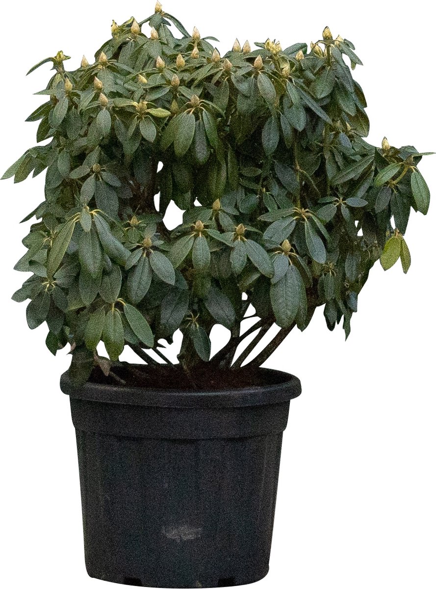 Rhododendron Catawbiense grandiflorum Rhododendron Catawbiense grandiflorum 85 cm - Warentuin Natuurlijk