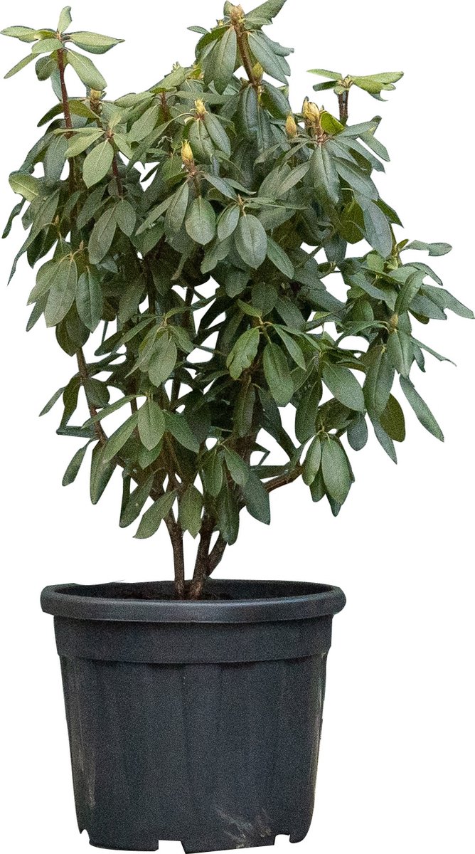 Rhododendron Roseum elegans Rhododendron Roseum elegans 95 cm - Warentuin Natuurlijk