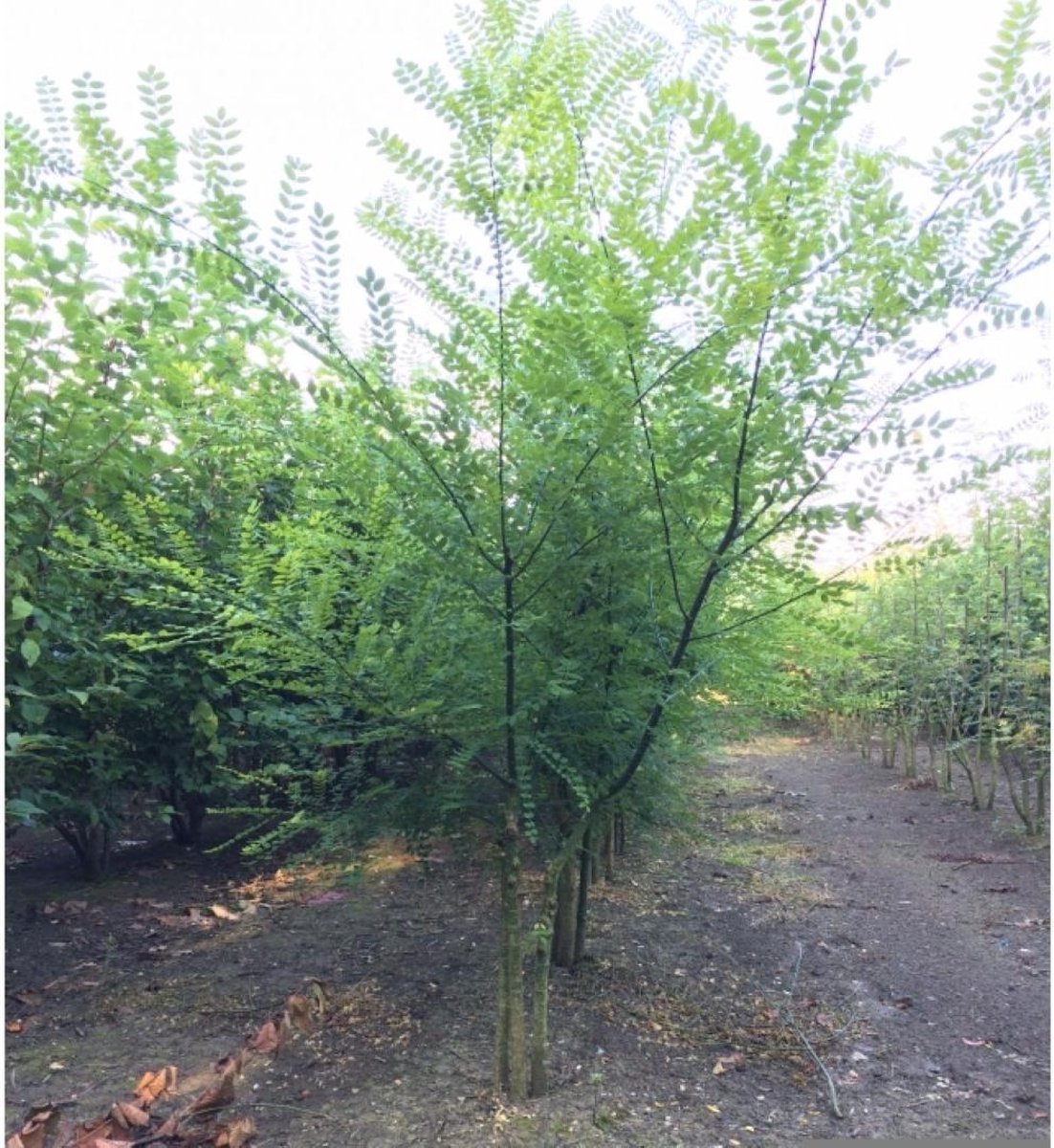 Honingboom meerstammig Sophora japonica h 187,5 cm - Warentuin Natuurlijk