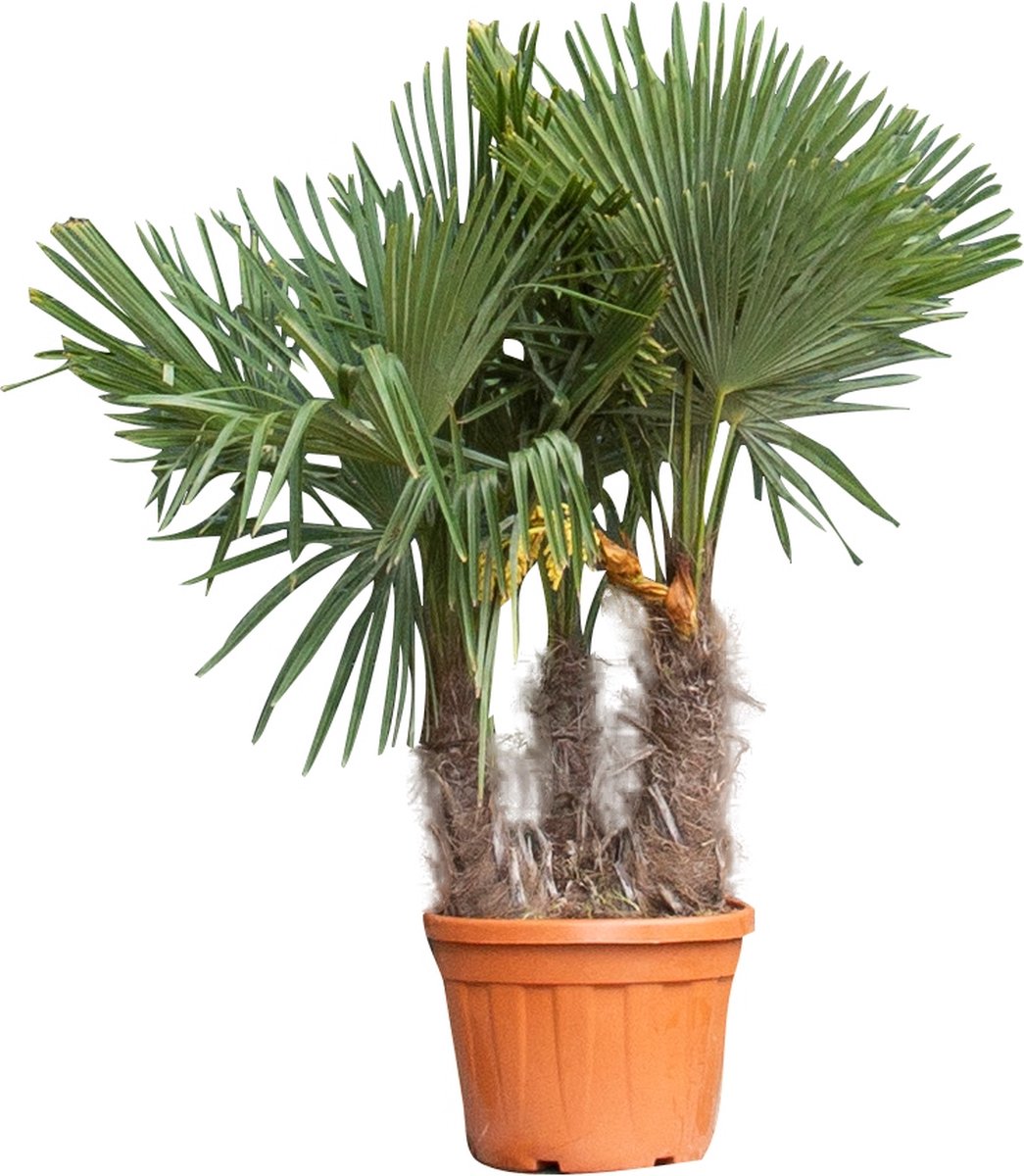 Chinese waaierpalm triple stam Trachycarpus Fortunei 160 cm - Warentuin Natuurlijk