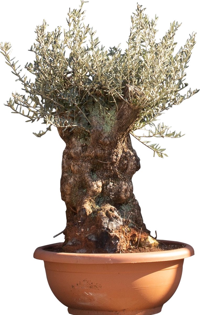 Olijfboom Bonsai decoschaal Olea europaea 95 cm boom - Warentuin Natuurlijk
