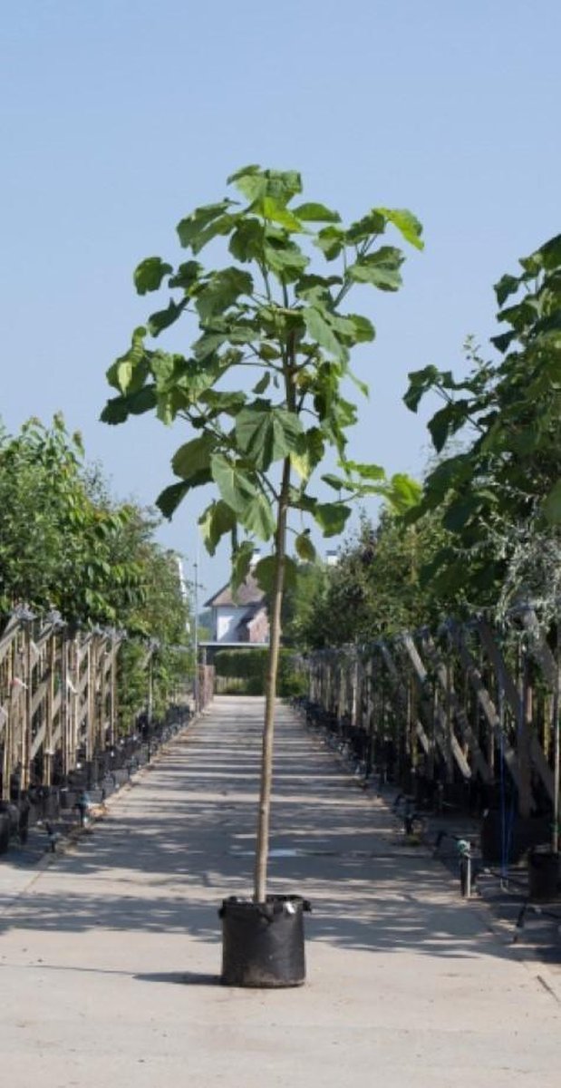 Anna Paulownaboom Paulownia tomentosa h 350 cm st. omtrek 14 cm - Warentuin Natuurlijk