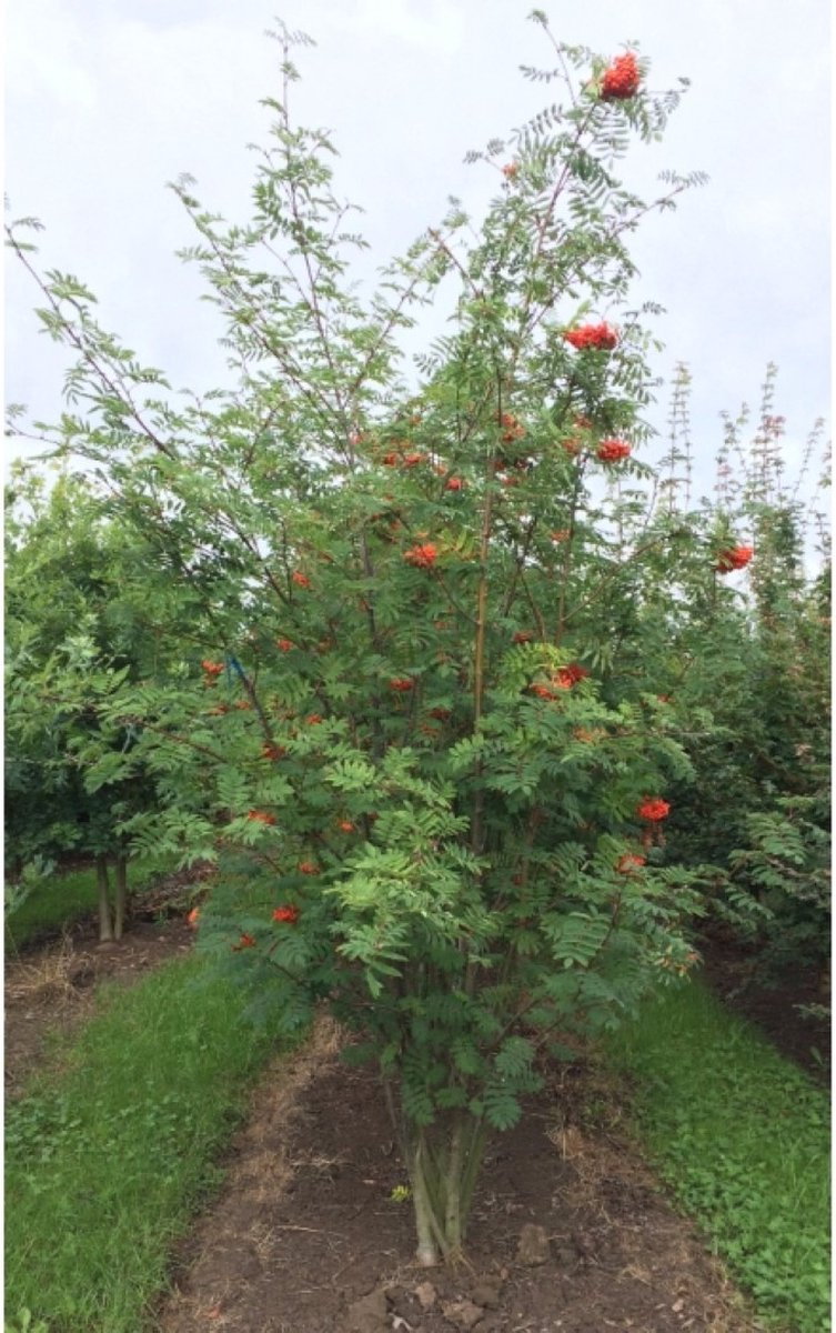 Lijsterbes meerstammig Sorbus aucuparia h 162,5 cm - Warentuin Natuurlijk
