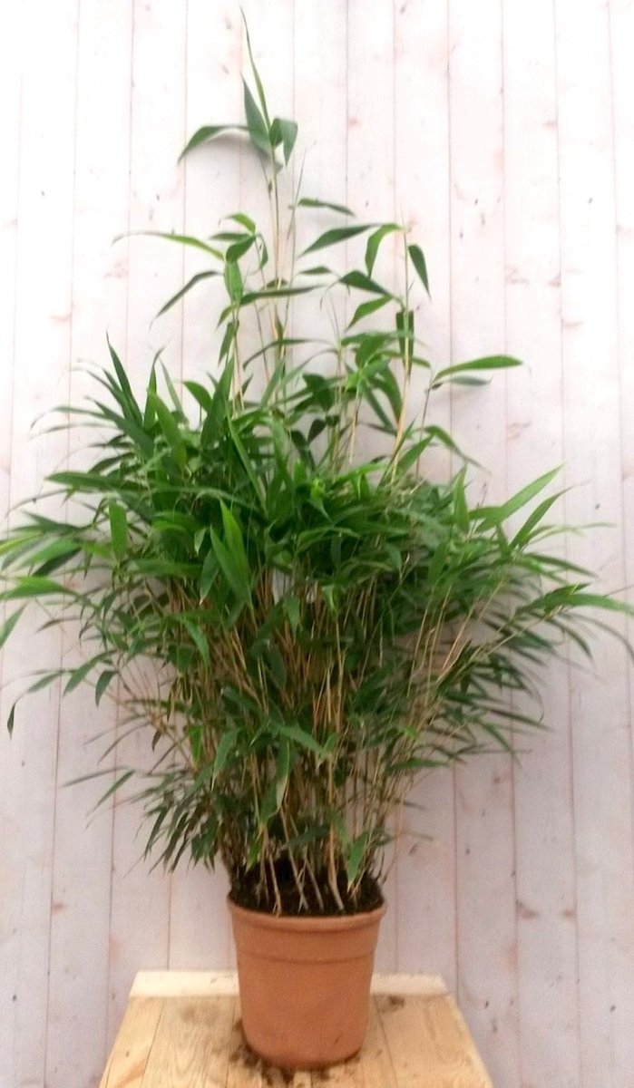 Bamboe rietachtig 150 cm - Warentuin Natuurlijk