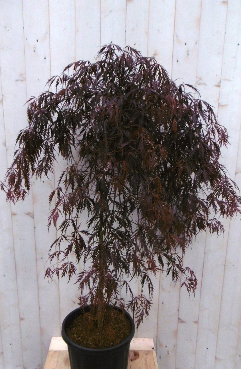 Japanse esdoorn rood blad stamhoogte 80 cm - Warentuin Natuurlijk