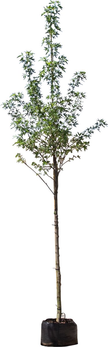 Amberboom worplesdon Liquidambar st. Worplesdon h 450 cm st. omtrek 16 cm - Warentuin Natuurlijk