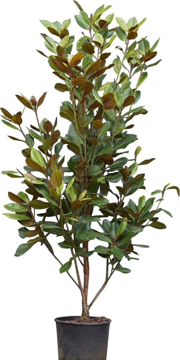 Magnolia grandiflora solitair Magnolia Grandiflora 162,5 cm - Warentuin Natuurlijk