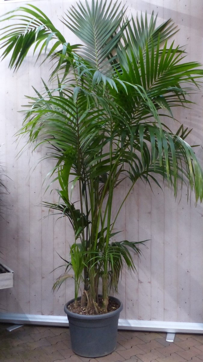 Kamerpalm Kentiapalm 300 cm kamerplant - Warentuin Natuurlijk