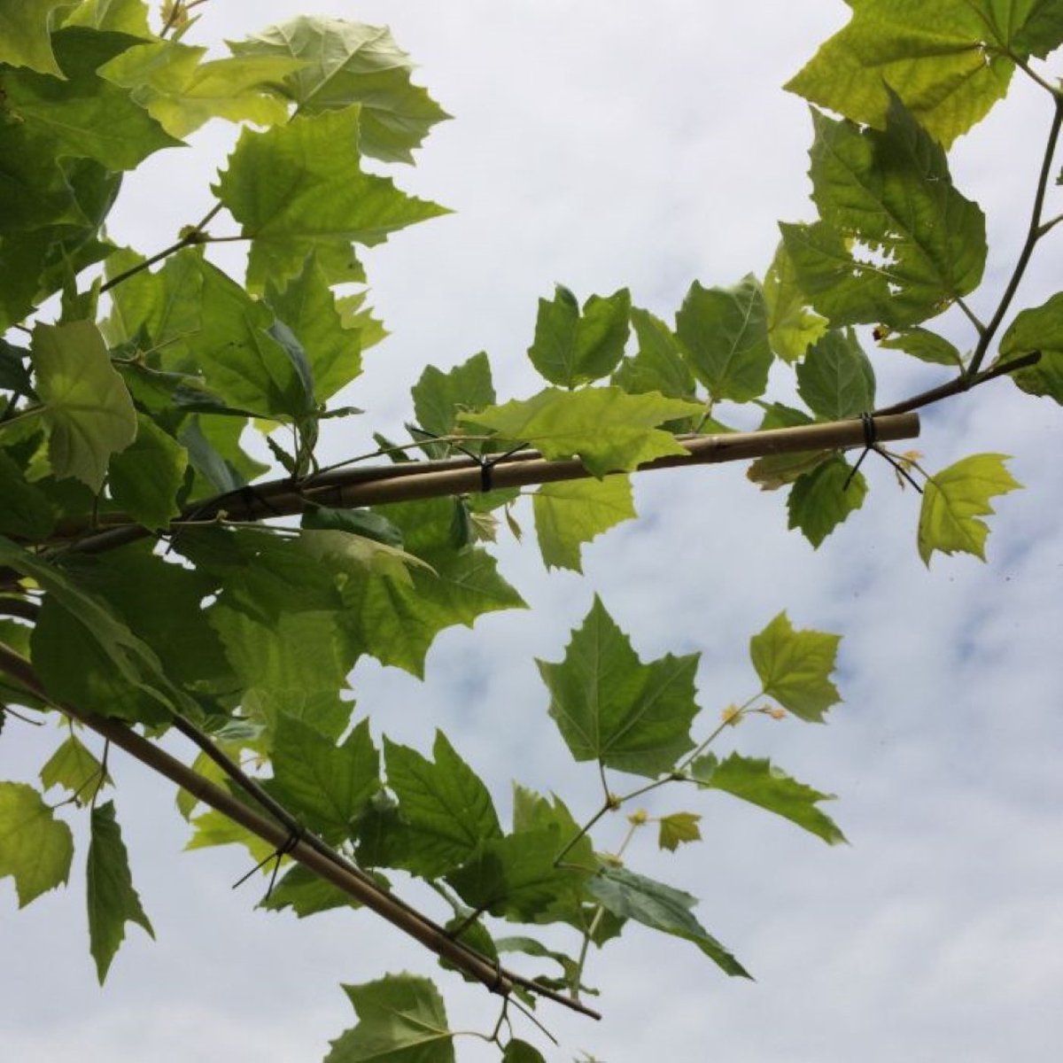 Plataan kruisdak Platanus hispanica h 230 cm st. omtrek 16 cm st. h 220 cm - Warentuin Natuurlijk